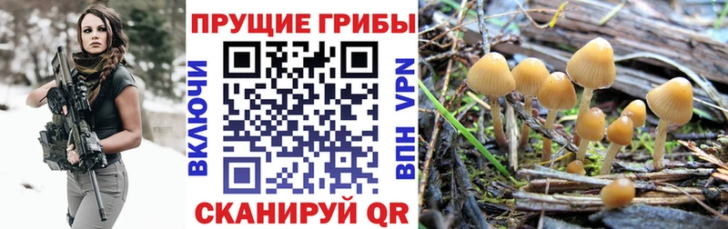Галлюциногенные грибы прущие грибы  Купить закладки  Кизилюрт 